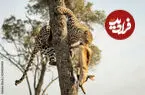 ببینید| بدشانسی پلنگ؛ شکارش طعمه کفتار شد