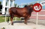 (تصاویر) گاو «سَهیوال»؛ «قهرمان پاکستان» که ماده اش 2300 کیلو شیر می‌دهد