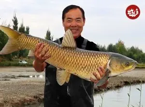 ببینید| غذای روستایی در چین؛ صید دو ماهی بزرگ و پخت غذا با آنها