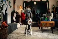 کارگردان جدید هالیوود یک سگ است؟ وقتی یک تبلیغ را «میا» کارگردانی می‌کند