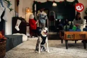 کارگردان جدید هالیوود یک سگ است؟ وقتی یک تبلیغ را «میا» کارگردانی می‌کند