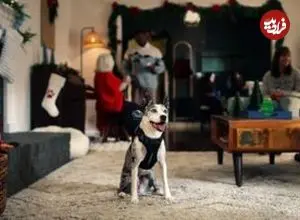 کارگردان جدید هالیوود یک سگ است؟ وقتی یک تبلیغ را «میا» کارگردانی می‌کند