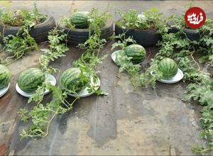 ببینید؛ روشی ساده برای کاشت هندوانه در پشت بام با کمک لاستیک فرسوده 