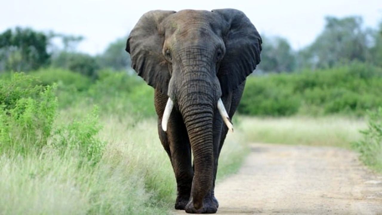 تا ۱۰ سال دیگر ممکن است دیگر کسی فیل‌ها را نبیند؟