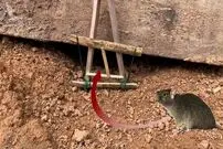 (ویدئو) ساخت تله موش ساده و سریع با چوب در 3 دقیقه
