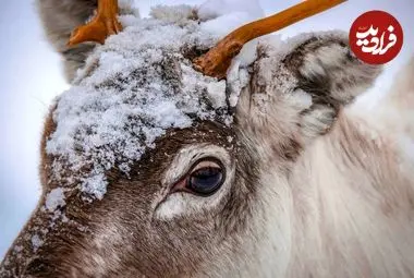 چرا رنگ چشم گوزن شمالی در زمستان تغییر می‌کند؟