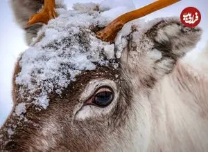 چرا رنگ چشم گوزن شمالی در زمستان تغییر می‌کند؟