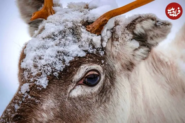 چرا رنگ چشم گوزن شمالی در زمستان تغییر می‌کند؟
