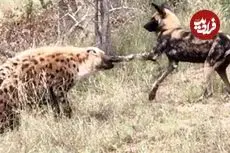ببینید| نبرد عجیب سگ های وحشی با کفتارها در آفریقای جنوبی