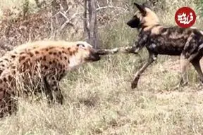 ببینید| نبرد عجیب سگ های وحشی با کفتارها در آفریقای جنوبی