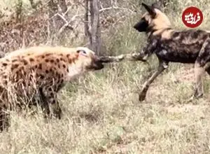ببینید| نبرد عجیب سگ های وحشی با کفتارها در آفریقای جنوبی