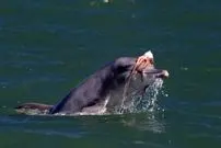 مد دریایی عجیب؛ دلفین‌ها برای دلربایی از ماده‌ها روی سرشان کلاه‌گیس می‌گذارند