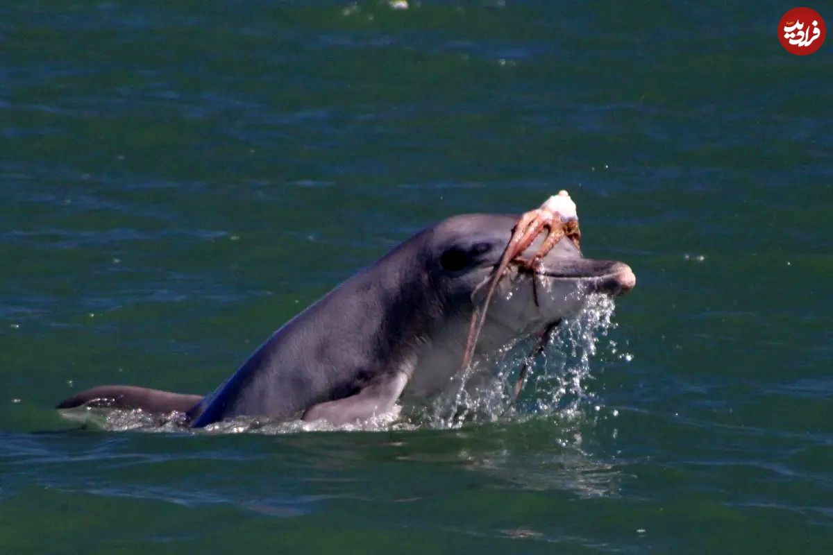مد دریایی عجیب؛ دلفین‌ها برای دلربایی از ماده‌ها روی سرشان کلاه‌گیس می‌گذارند