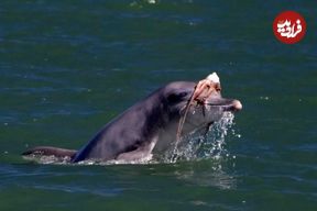 مد دریایی عجیب؛ دلفین‌ها برای دلربایی از ماده‌ها روی سرشان کلاه‌گیس می‌گذارند
