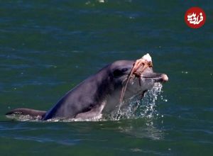 مد دریایی عجیب؛ دلفین‌ها برای دلربایی از ماده‌ها روی سرشان کلاه‌گیس می‌گذارند