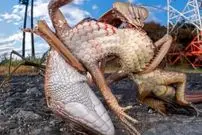 بهترین عکس‌های حیات‌وحش ۲۰۲۵؛ از مانتیس ژاپنی غول‌پیکر تا بازی خرس قطبی