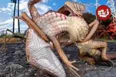 بهترین عکس‌های حیات‌وحش ۲۰۲۵؛ از مانتیس ژاپنی غول‌پیکر تا بازی خرس قطبی