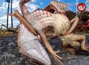 بهترین عکس‌های حیات‌وحش ۲۰۲۵؛ از مانتیس ژاپنی غول‌پیکر تا بازی خرس قطبی