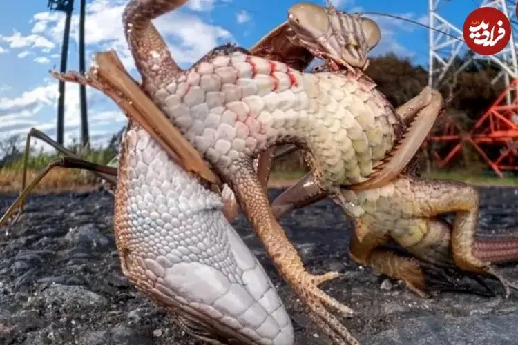 بهترین عکس‌های حیات‌وحش ۲۰۲۵؛ از مانتیس ژاپنی غول‌پیکر تا بازی خرس قطبی