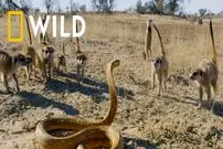 ببینید| حمله وحشیانه مار کبرا به گروه میرکت ها در آفریقا