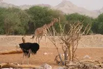 ( ویدیو) رویارویی زرافه و شترمرغ