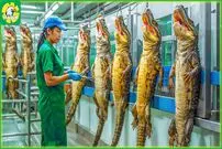 (ویدئو) نحوه پردازش گوشت و پوست کروکودیل غول پیکر در کارخانه