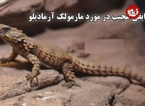 (ویدئو) حقایقی عجیب در مورد مارمولک آرمادیلو