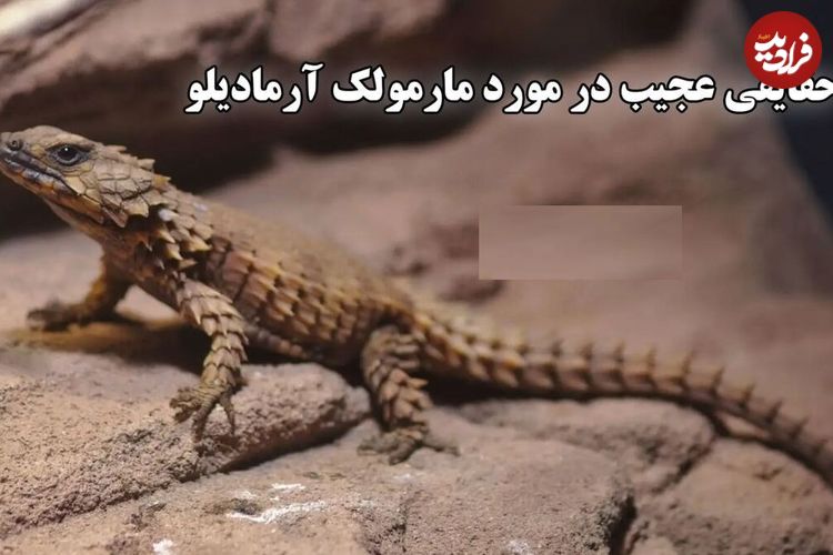 (ویدئو) حقایقی عجیب در مورد مارمولک آرمادیلو