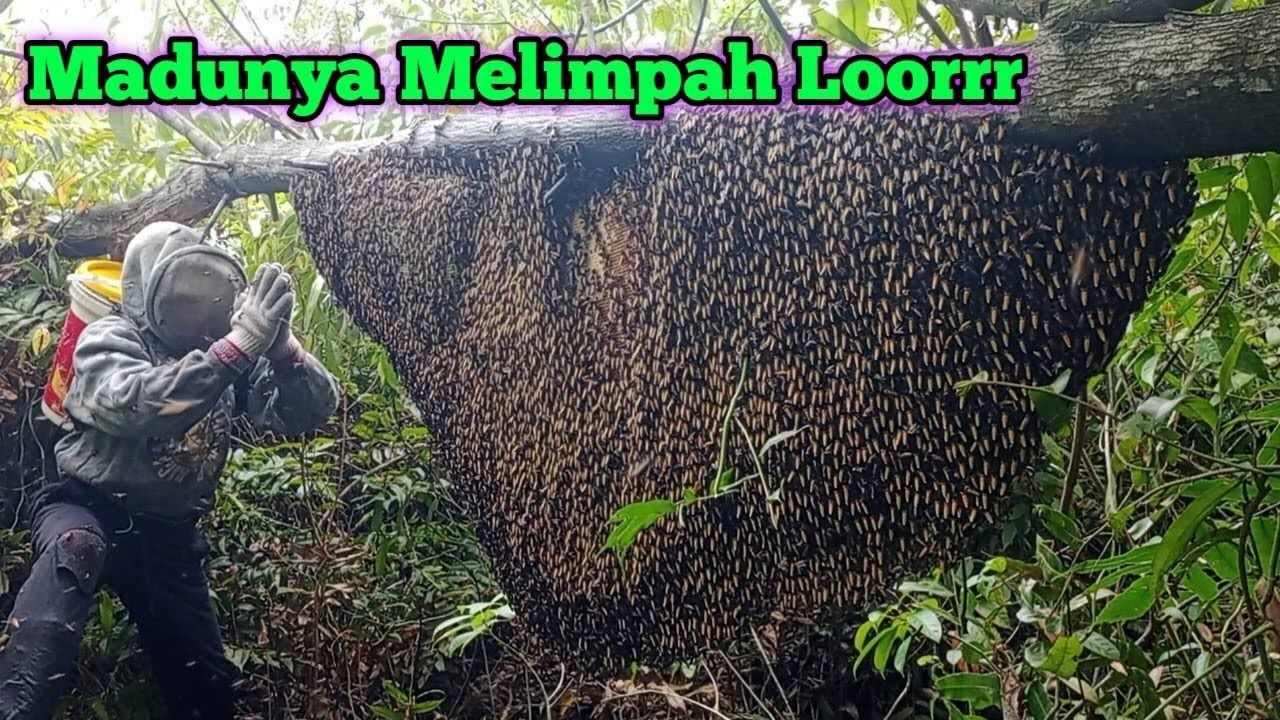 (ویدئو) برداشت عسل وحشی غول پیکر 19 کیلوگرمی توسط شکارچیان اندونزیایی