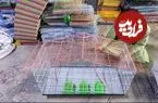 ببینید| مراحل تولید قفس پرنده در کارگاهی در پاکستان