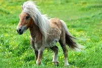 ببینید؛ کوچک‌ترین و با نمک ترین اسب جهان