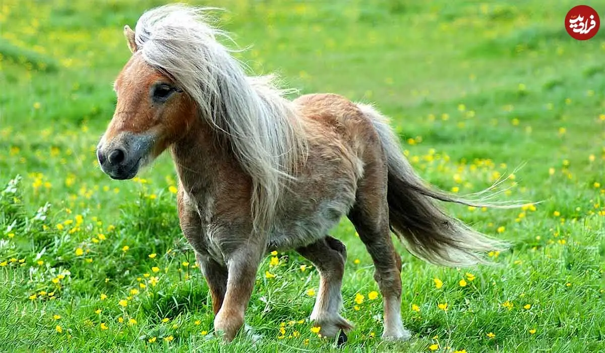 ببینید؛ کوچک‌ترین و با نمک ترین اسب جهان