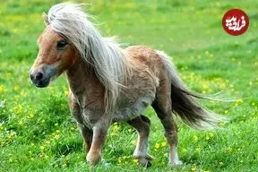 ببینید؛ کوچک‌ترین و با نمک ترین اسب جهان