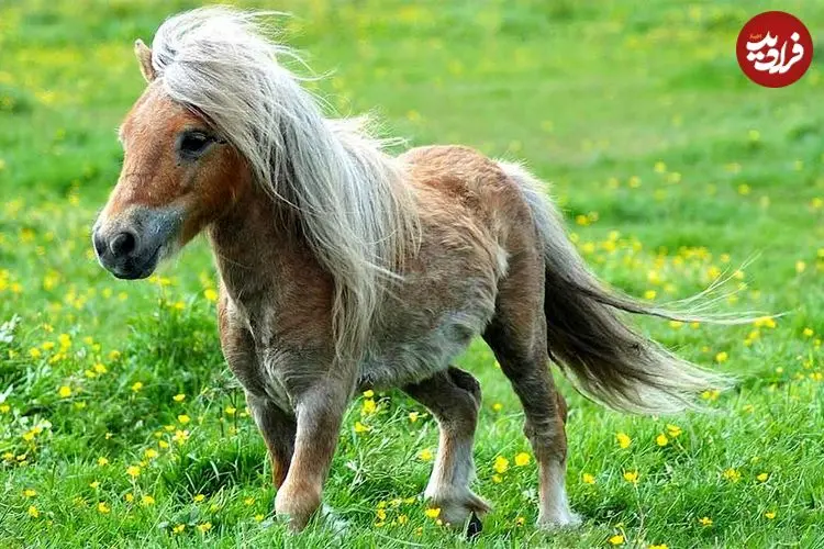 ببینید؛ کوچک‌ترین و با نمک ترین اسب جهان