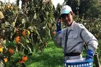(ویدئو) لحظه برداشت گران ترین خرمالوهای جهان در ژاپن؛ هر کیلو یک میلیون و 420 هزار تومان!