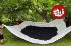 ببینید؛ غذای روستایی در آذربایجان؛ چیدن توت سفید و تهیه مربا و کیک با آن