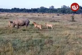 ببینید| تلاش عجیب یک گله شیر گرسنه برای شکار دو کرگدن غول پیکر!