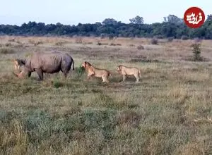 ببینید| تلاش عجیب یک گله شیر گرسنه برای شکار دو کرگدن غول پیکر!