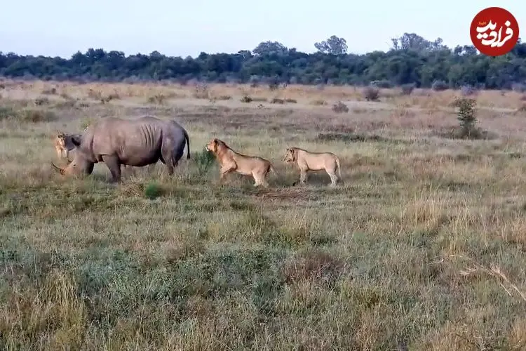 ببینید| تلاش عجیب یک گله شیر گرسنه برای شکار دو کرگدن غول پیکر!