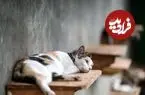 ببینید| نجات گربه‌‌ای پس از یک هفته از زیر آوار