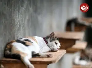 ببینید| نجات گربه‌‌ای پس از یک هفته از زیر آوار