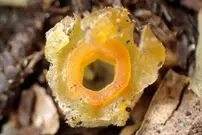 «فانوس پریان» بعد از 30 سال در یکی از جنگل‌های ژاپن دیده شد