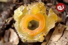 «فانوس پریان» بعد از 30 سال در یکی از جنگل‌های ژاپن دیده شد