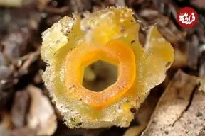 «فانوس پریان» بعد از 30 سال در یکی از جنگل‌های ژاپن دیده شد