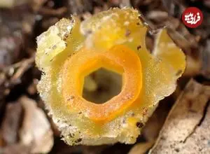 «فانوس پریان» بعد از 30 سال در یکی از جنگل‌های ژاپن دیده شد