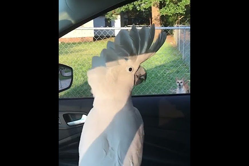 (ویدئو) پارس کردن بامزه یک طوطی کاکلی برای ترساندن سگ های همسایه