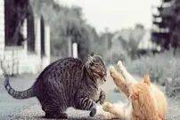 (ویدیو) دعوای قلدرترین گربه ترکیه با یک گربه ولگرد