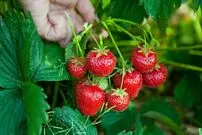 میوه‌هایی که روی خلق‌وخو اثر دارند