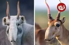 ببینید| بزکوهی سایگا؛ حیوانی کمیاب با دماغی عجیب و غریب