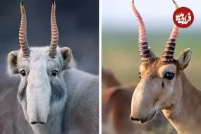 ببینید| بزکوهی سایگا؛ حیوانی کمیاب با دماغی عجیب و غریب